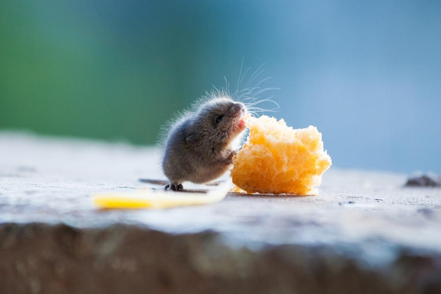 Kleine Maus frisst grosses Stück Käse