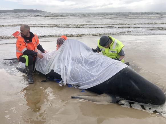 epa08689706 A handout photo made available by Tasmania Police on 23 September 2020 shows efforts to rescue hundreds of pilot whales stranded off Tasmania&#039;s remote west coast, at Macquarie Harbour ...