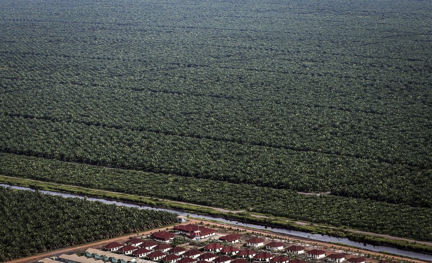 ARCHIVBILD --- ZUM TAGESGESCHAEFT DER FRUEHJAHRSSESSION AM DONNERSTAG, 21. MAERZ 2019, STELLEN WIR IHNEN FOLGENDES THEMENBILD ZUR VERFUEGUNG -- epa05651462 (22/42) An aerial picture shows a palm oil p ...