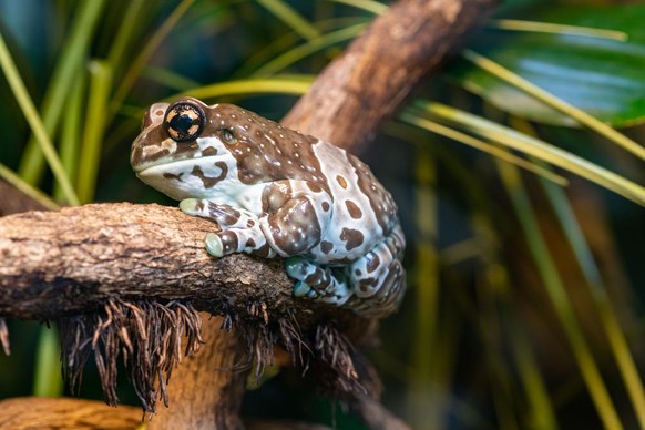 Baumhöhlen-Krötenlaubfrosch als Tier der Woche bei den Cute News von watson.
