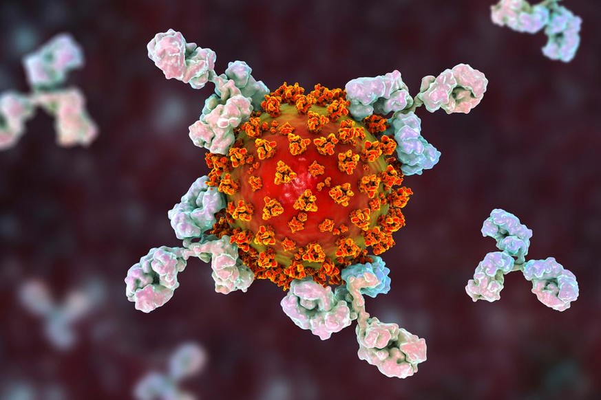 Antikörper greifen Coronavirus an, SARS-CoV-2