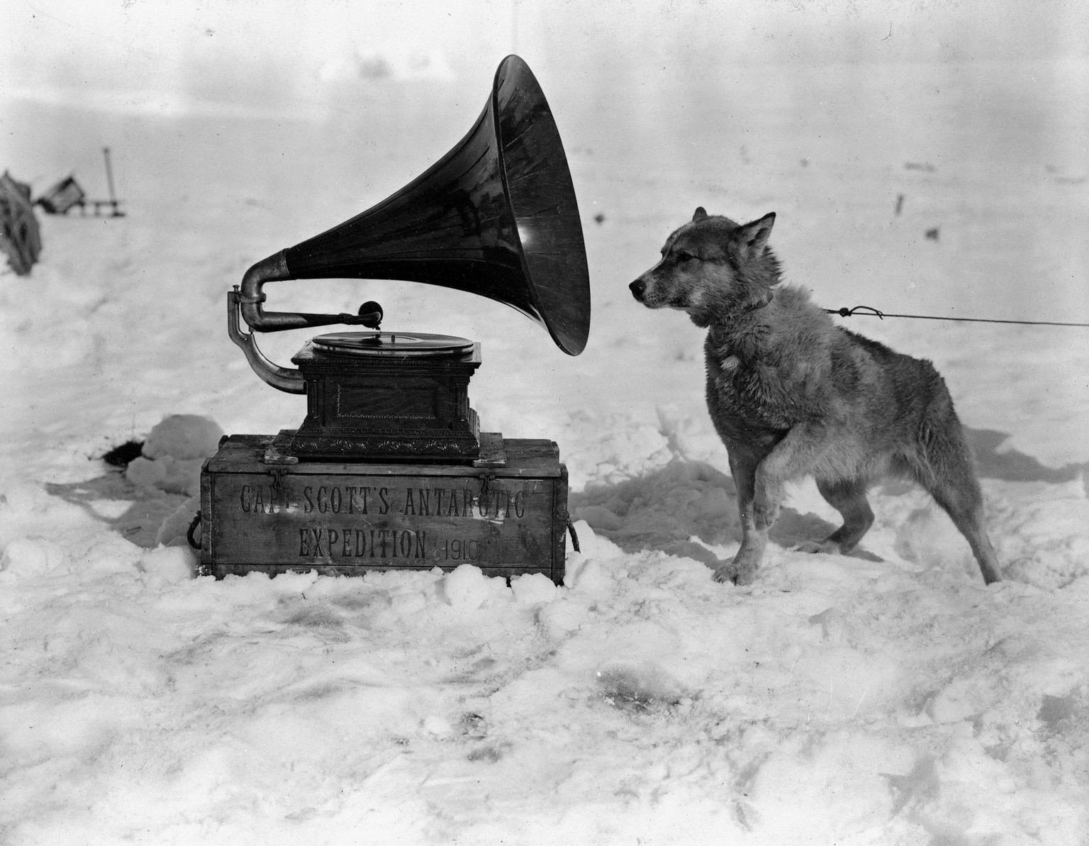 Hund Chris hört sich die Musik an, die aus dem Grammophon dringt, Januar 1911.