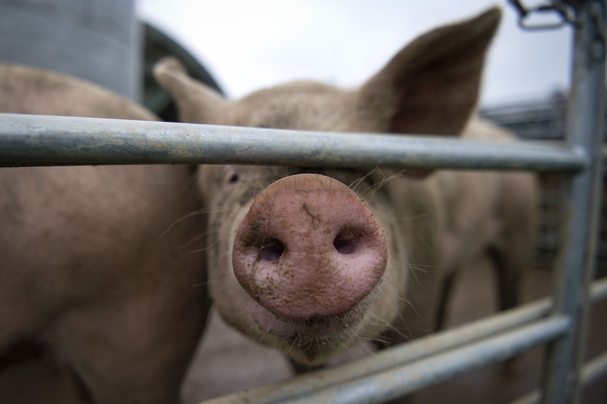 Schweine auf dem Gutsbetrieb Massnahmenzentrum Kalchrain, am Mittwoch, 13. Juni 2018 in Huettwilen. Ein in den vergangenen 20 Jahren fast in Vergessenheit geratenes, absolut naturnahes Haltungssystem  ...