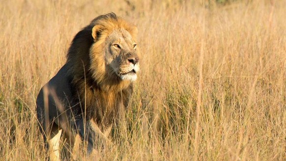 Xanda, Sohn von Löwe Cecil, wurde von Wilderern erschossen.