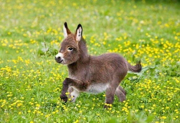 Baby-Esel
Cute News
http://imgur.com/gallery/HXbs3