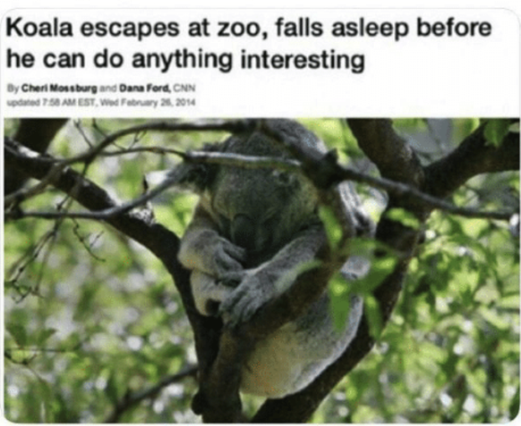 Koalabär
Cute News
https://me.me/i/20583804