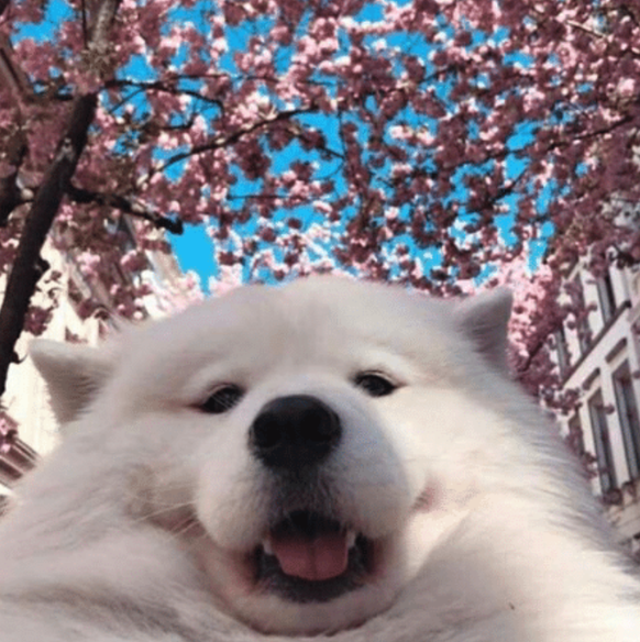 Hund Selfie
Cute News
https://me.me/i/21510467