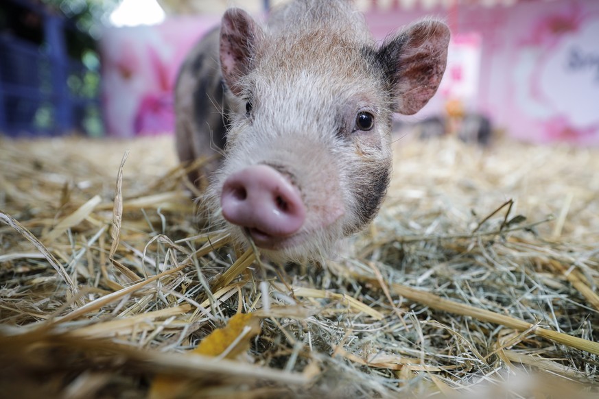 epa07316164 A piglet is seen in its enclosure at the Singapore Zoo, Singapore, 24 January 2019. Ethnic Chinese will usher in the Year of the Pig, according to the Chinese Zodiac, on 05 February 2019.  ...