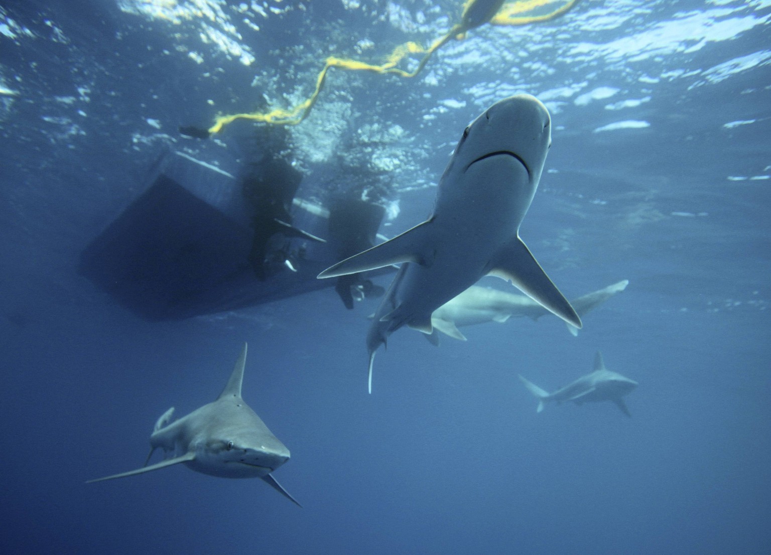 Sandbar sharks swim around during a cageless shark dive tour in Haleiwa, Hawaii February 16, 2015. Shark tours are a renowned form of eco-tourism in Hawaii and diving with sharks without a cage is bec ...