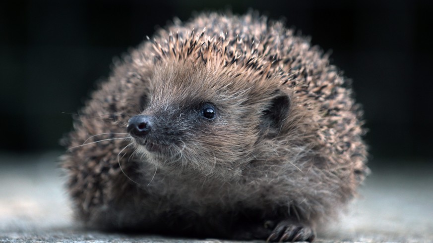 Ein Igel aufgenommen am Montag, 2. Dezember 2013, im Igelpflegezentrum in Maggia. Im Pflegezentrum werden verletzte Igel behandelt. (KEYSTONE/Ti-Press/Carlo Reguzzi)