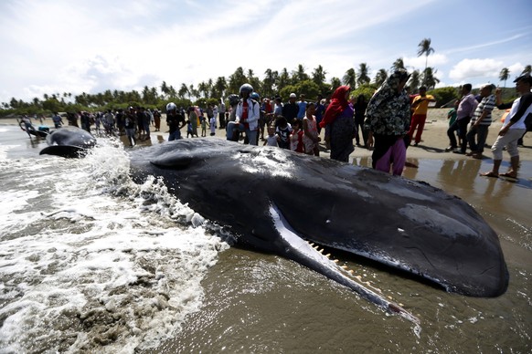 epa06327798 Locals gather around sperm whale carcasses at a beach in Banda Aceh, Indonesia 14 November 2017. Four of a total of nine sperm whales that stranded alive on the beach on 13 November finall ...