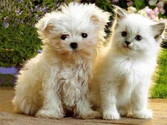 http://www.petspyjamas.com/uploads/2013/07/can-cats-and-dogs-be-friends-6.jpg