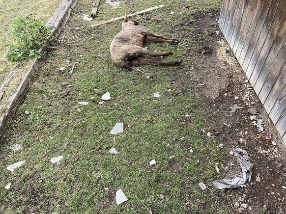 In einem Betrieb in Oftringen AG hat die Polizei am Dienstag mehrere schlecht gehaltene oder bereits tote Tiere entdeckt. Der Halter ist wegen Tierquälerei vorbestraft.