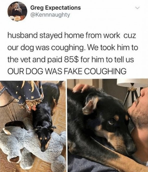 Hund faked Husten
Cute News
https://me.me/i/21445514