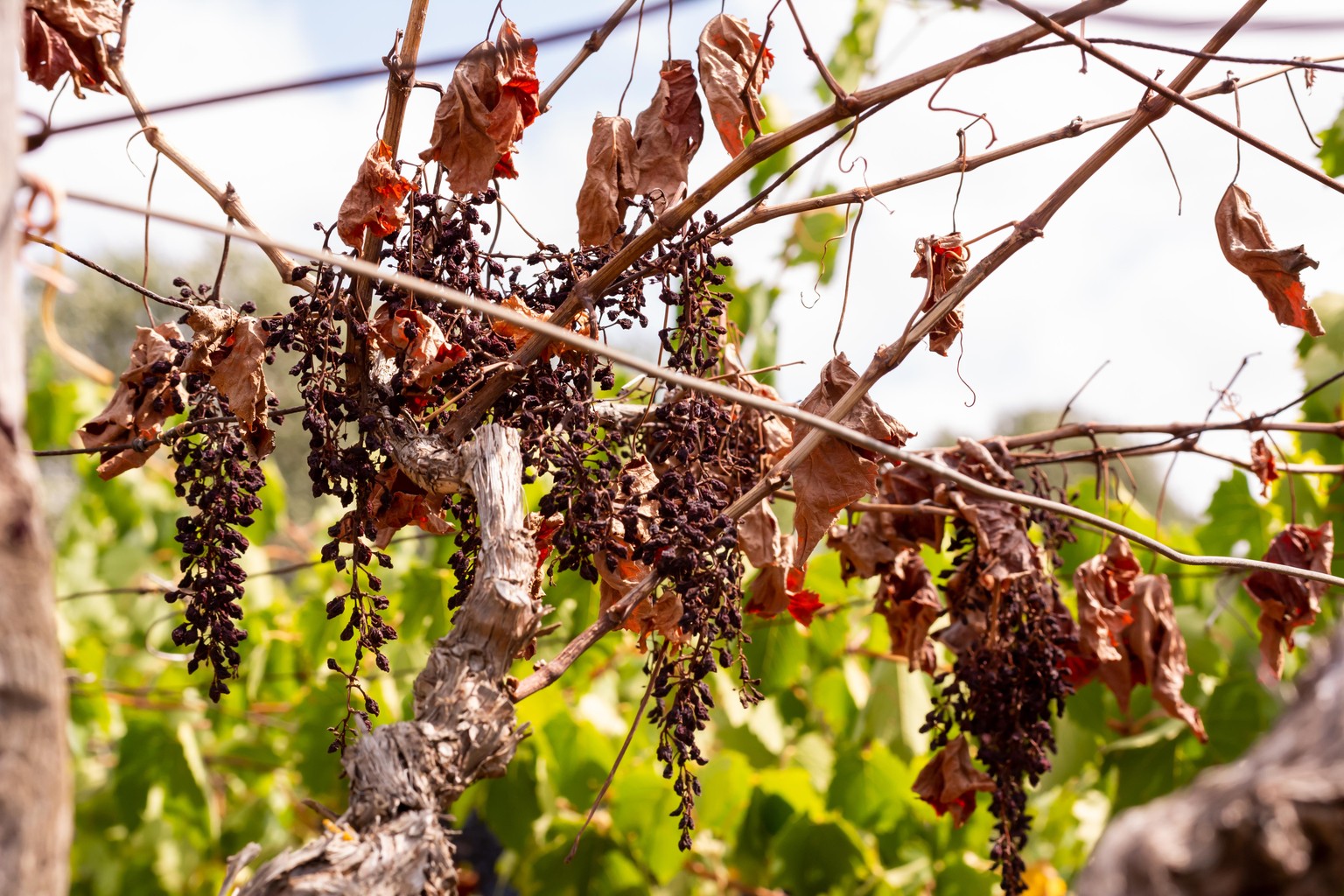 Jahrhundertealte Wein-Traditionen sind durch die Erderwärmung in Gefahr.