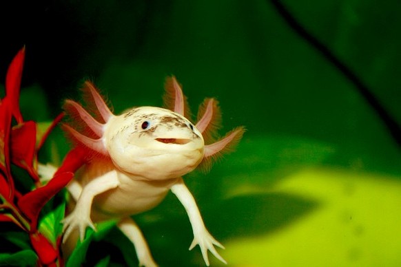 Axolotl
Cute News
http://imgur.com/gallery/6UPX9