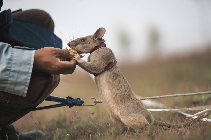 epa08696118 A handout photo made available by APOPO charity shows Magawa, an African giant pouched rat receiving a banana as award after indicating a land mine, in Siem Reap, Cambodia, 11 March 2016 ( ...