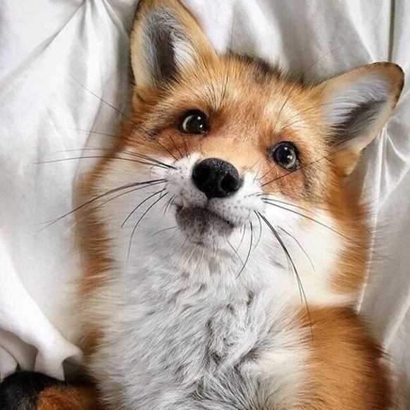 Fuchs
Cute News
https://www.pinterest.com/pin/744853225840687594/