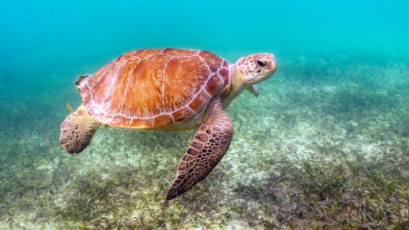 Mit Schildkröten schwimmen in Akumal