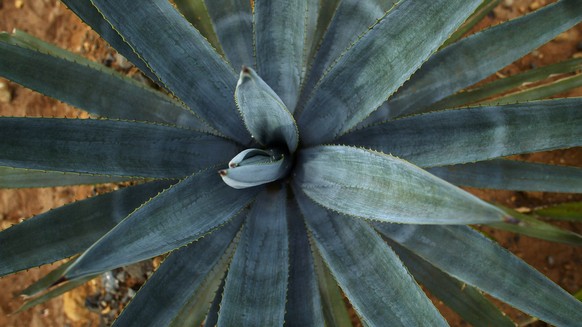 A 3 year-old &quot;blue agave&quot; plant, the prime material for the production of Tequila, is seen at a Casa Cuervo agave field Tuesday, Oct. 5, 2004, near the town of Tequila, Mexico. Tequila is su ...