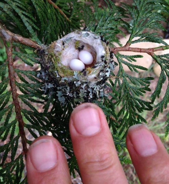 Angeblich von einem Kolibri.