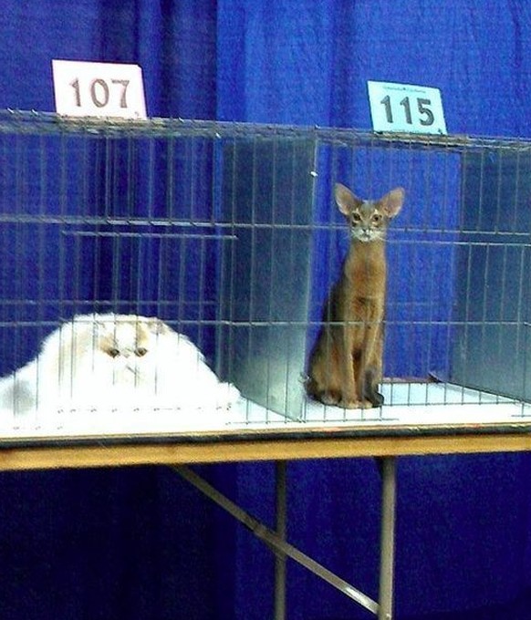 Katzen in unterschiedlichen Aggregatszuständen