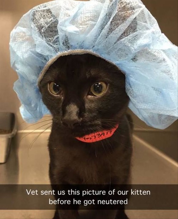 Übersetzung: «Der Tierarzt hat uns dieses Bild unserer Katze geschickt, bevor sie kastriert wurde.»