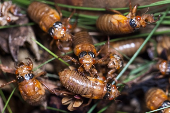 epa09205845 Brood X periodical cicada nymphs crawl through the well of a tree prior to shedding their exoskeletons after spending 17 years underground in Washington, DC, USA, 16 May 2021. After moltin ...