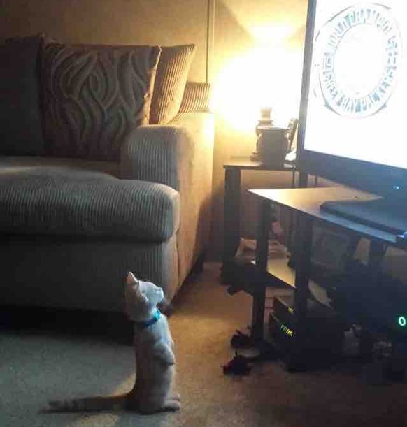Katze schaut TV