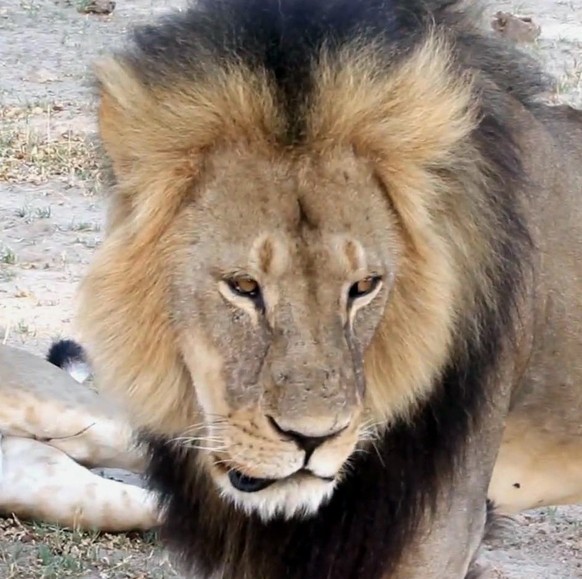 Das Opfer: Löwe Cecil