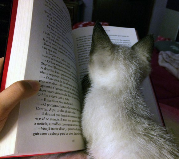 Katze liegt auf dem Buch
https://imgur.com/gallery/Fi5RdKs