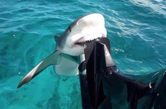 Süsse Tiere Tierbilder Hai