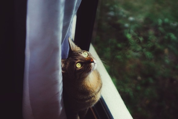 Katze sitzt an Fenster
https://unsplash.com/photos/UQIL2Sfc5Js