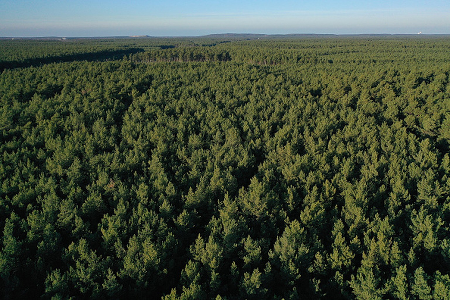 GRUENHEIDE, GERMANY - JANUARY 21: (EDITORS NOTE: Image taken with a drone.) In this aerial view trees stand on the forest property where US automaker Tesla is to build a new Gigafactory on January 21, ...