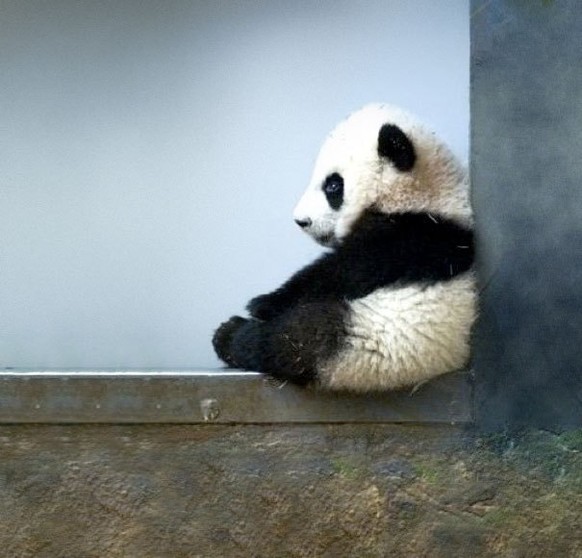 Panda
Cute News
https://imgur.com/gallery/Pvlst