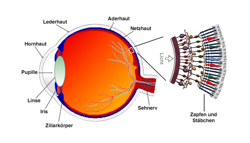 Grafik: Schnitt durch das menschliche Auge mit Zäpfchen und Stäbchen.