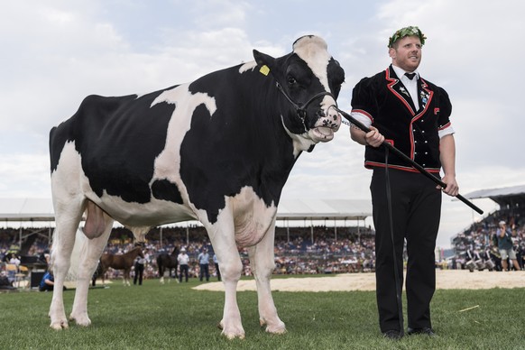 Der Berner Matthias Glarner freut sich als neuer Schwingerkoenig neben dem Siegermuni &quot;Mazot de Cremo&quot; am Eidgenoessischen Schwing- und Aelplerfest (ESAF) Estavayer2016 in Payerne, am Sonnta ...