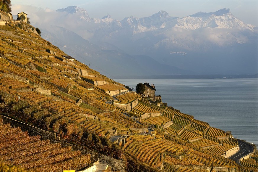 The autumn coulored vineyard Desaley at the region of Lavaux on the shores of the Lake Geneva pictured in front of the snow covered Swiss Alps, in Epesses, Switzerland, Monday, October 29, 2012. The L ...