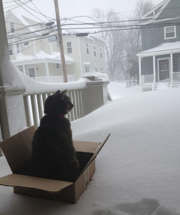 Katze im Schnee
https://giphy.com/gifs/cat-snow-omg-12LEctZJBuFRuM
