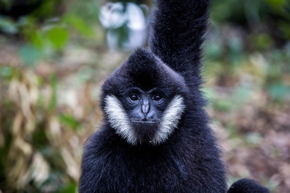 Der Nördliche Weisswangen-Schopfgibbon. Er gilt als vom Aussterben bedroht (critically endangered).