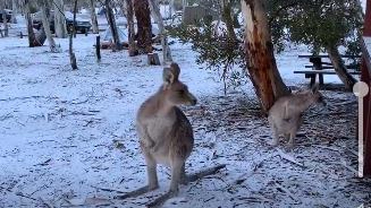 Schnee Kangurus In Australien Begeistern Das Internet Watson