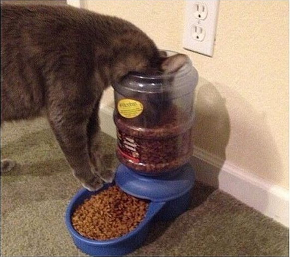 Katze hat Hunger