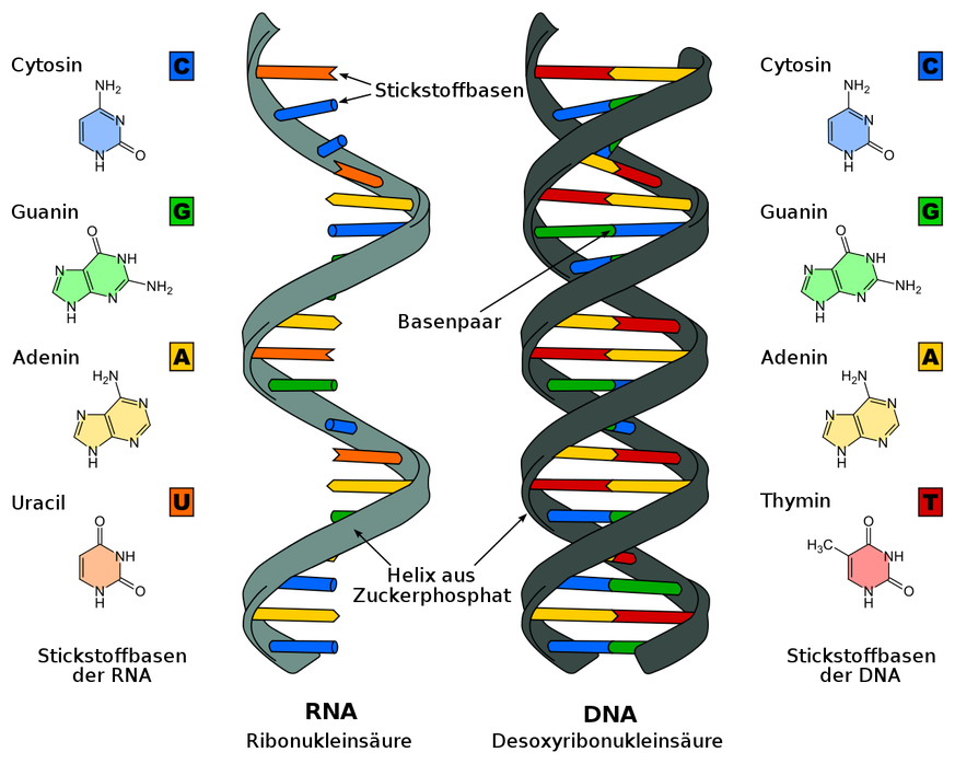 RNA und DNA im Vergleich
Von Sponk (talk) - Strukturformeln der Nukleobasen von Roland1952, CC BY-SA 3.0, https://commons.wikimedia.org/w/index.php?curid=9807387