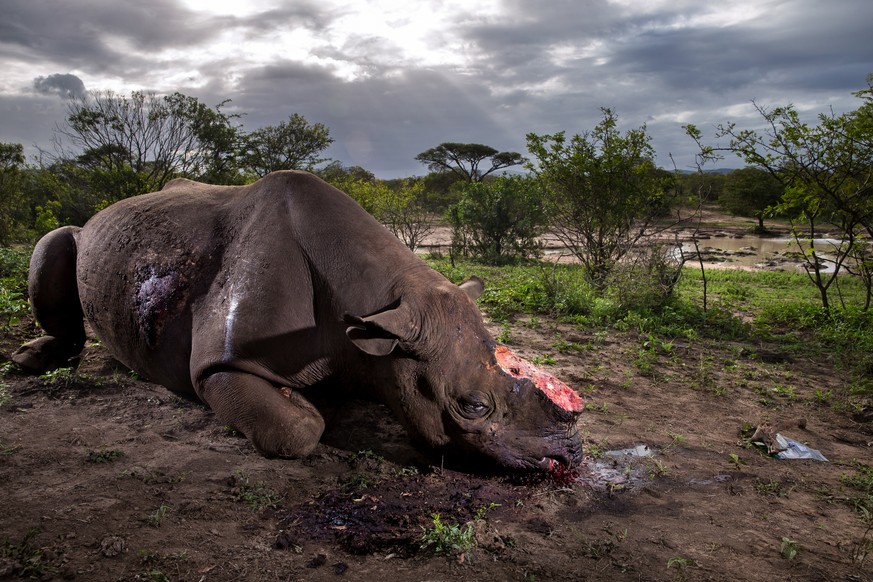 epa05790527 A handout photo made available by the World Press Photo (WPP) organization on 13 February 2017 shows a picture by Getty Images for National Geographic Magazine photographer Brent Stirton t ...