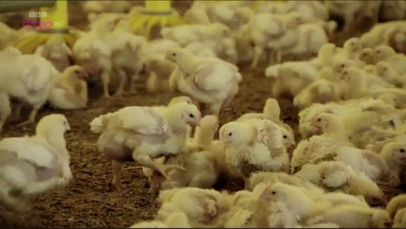 Szene aus der BBC-Doku&nbsp;«The Colonel's Chicken»: Ja, das sind die Hühner, aus denen «Kentucky Fried Chicken» gemacht wird.&nbsp;