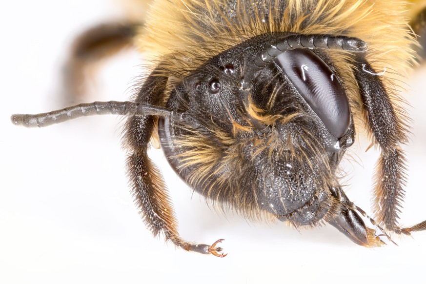 Grossaufnahme eines Bienenkopfs, Facettenaugen und Ocellen