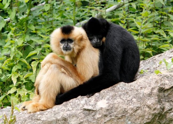 Der Hainan-Schopfgibbon. Es wird geschätzt, dass es von ihm in freier Wildbahn nur noch etwa 50 Exemplare gibt.