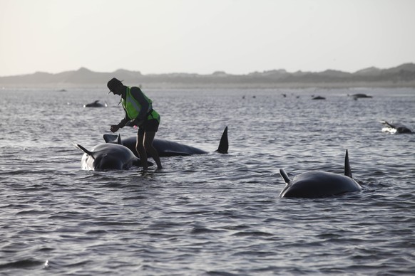 Die Überlebenschancen der Wale sind wegen des trockenen Wetters nur gering.