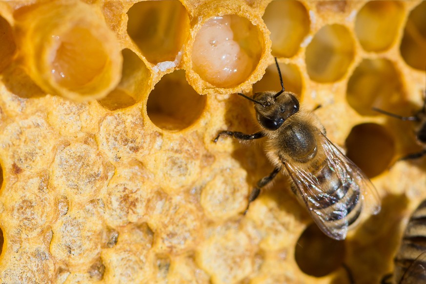Arbeitsbiene füttert Königinnenlarve mit Gelée Royale