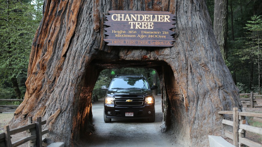 Chandelier Tree Redwoods Mammutbaum